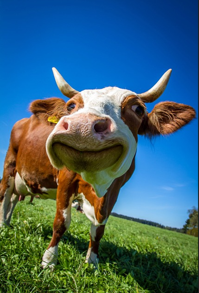 Hymyilevä lehmä turpa korostuneesti etualalla kohti katsojaa ruoholaitumella sininen taivas taustana. 