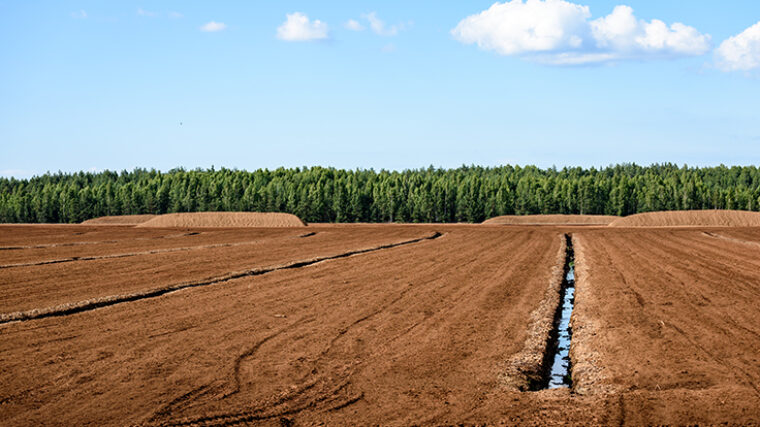 Turvesuo, sinistä taivasta, metsää, muutama pilvenhattara.