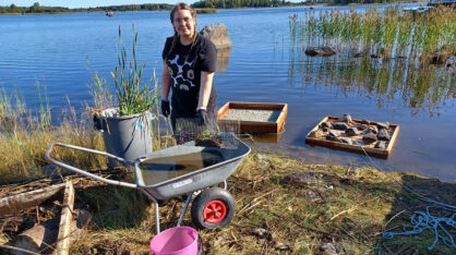Floating Islands -Vesiviljelyprojektin projektityöntekijä Anniina Kekomäki selvittämässä mökkirannan kohteen lauttojen kasveja ja niiden biomassoja aurinkoisena päivänä syyskuussa 2024. Etualalla Anniina kädessään jyrsijäverkon taitteessa kasveja juuriston puhdistamiseksi huuhtelemalla kottikärryissä olevalla vedellä. Taka-alalla matalassa rantavedessä kaksi 1 m x 1 m lauttaa, joista toisessa painona kiviä yli 30 kg kelluvuuden testaamiseksi. Näiden lauttojen kelluttavana materiaalina on vaahtolasia pakattuna jyrsijäverkkoverkkojen väliin.