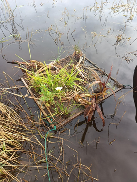 Floating Islands -kelluva kasvatusalusta matalassa rantavedessä ylhäältäpäin kuvattuna. Kasvatusalustalla kasvaa erilaisia kasveja, joista osa on jo kuihtunut, mutta yksi valkoinen kukka näkyy vielä.
