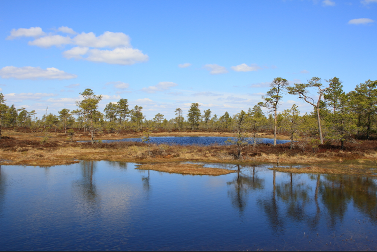 Luonnontilainen suoalue Etelä-Pohjanmaalla. Kesäisen aurinkoinen maisema, jossa etualalla suolampi jännekannaksineen ja mataline suomäntyineen. Vaaleamman sinisen taivaan yllä risteilevät valkoiset poutapilvet heijastuvat syvänsiniseen suolammen pintaan.